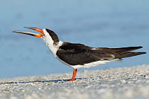 Black Skimmer (Rynchops niger), Florida