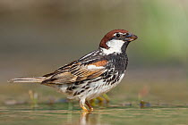 Spanish Sparrow (Passer hispaniolensis), Croatia