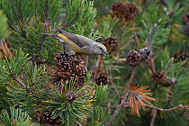 Red Crossbill (Loxia curvirostra) female feeding on pine cones, Schleswig-Holstein, Germany