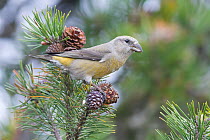 Red Crossbill (Loxia curvirostra), Schleswig-Holstein, Germany