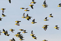 African Green-Pigeon (Treron calvus) flock flying, Okavango Delta, Botswana