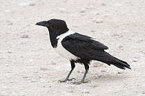 Pied Crow (Corvus albus), Namibia