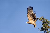Spanish Imperial Eagle (Aquila adalberti), Castile-La Mancha, Spain