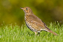 Song Thrush (Turdus philomelos), Schleswig-Holstein, Germany