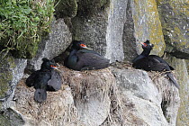 Red-faced Cormorant (Phalacrocorax urile) group at cliff nests, Alaska