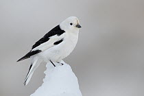 Snow Bunting (Plectrophenax nivalis) male, Alaska