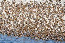 Bar-tailed Godwit (Limosa lapponica) and Red Knot (Calidris canutus) mixed flock, Schleswig-Holstein, Germany