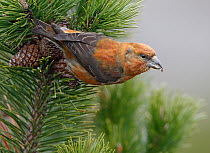 Red Crossbill (Loxia curvirostra) male, Bergen, Hordaland, Norway
