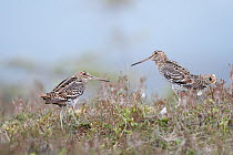 Great Snipe (Gallinago media) pair courting, Levanger, Norway