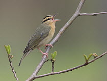 Worm-eating Warbler (Helmitheros vermivorus) singing, West Virginia