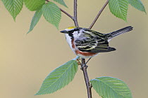 Chestnut-sided Warbler (Setophaga pensylvanica) male, West Virginia