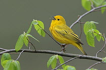 American Yellow Warbler (Setophaga aestiva) male singing, West Virginia