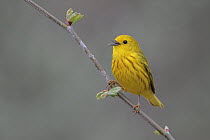 American Yellow Warbler (Setophaga aestiva) male singing, West Virginia