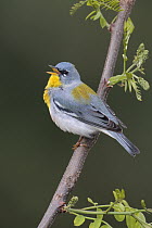 Northern Parula (Setophaga americana) male singing, West Virginia