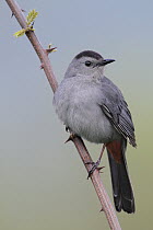 Gray Catbird (Dumetella carolinensis), West Virginia