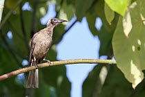 Helmeted Friarbird (Philemon buceroides), Queensland, Australia