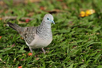 Peaceful Dove (Geopelia placida), Queensland, Australia