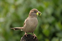 House Sparrow (Passer domesticus) carrying caterpillars, Lower Saxony, Germany