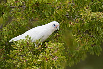 Little Corella (Cacatua sanguinea), Victoria, Australia