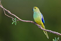 Blue-winged Parrot (Neophema chrysostoma) male, Tasmania, Australia