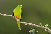 Orange-bellied Parrot (Neophema chrysogaster), Tasmania, Australia