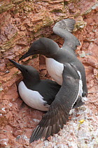 Common Murre (Uria aalge) pair mating at cliff nest, Schleswig-Holstein, Germany