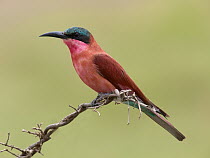 Southern Carmine Bee-eater (Merops nubicoides), South Africa