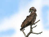 Brown Snake-Eagle (Circaetus cinereus), South Africa