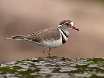 Three-banded Plover (Charadrius tricollaris), South Africa