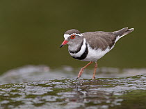 Three-banded Plover (Charadrius tricollaris), South Africa