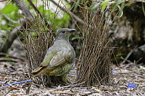 Satin Bowerbird (Ptilonorhynchus violaceus), Canberra, Australia