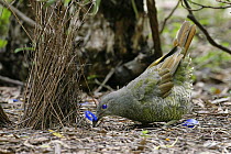 Satin Bowerbird (Ptilonorhynchus violaceus), Canberra, Australia