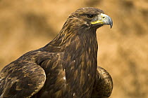 Golden Eagle (Aquila chrysaetos), Madrid, Spain