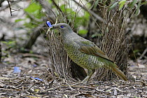 Satin Bowerbird (Ptilonorhynchus violaceus) decorating bower, Canberra, Australia