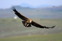 Griffon Vulture (Gyps fulvus) flying, Castile-La Mancha, Spain
