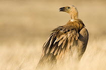 Griffon Vulture (Gyps fulvus), Castile-La Mancha, Spain