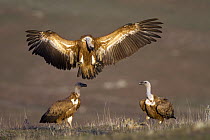 Griffon Vulture (Gyps fulvus) group, Castile-La Mancha, Spain