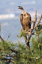 Griffon Vulture (Gyps fulvus), Andalucia, Spain