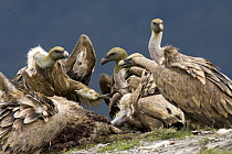 Griffon Vulture (Gyps fulvus) group scavenging on carcass, Aragon, Spain