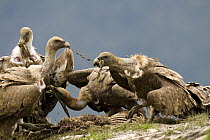 Griffon Vulture (Gyps fulvus) group scavening on carcass, Aragon, Spain