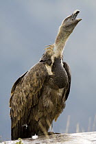 Griffon Vulture (Gyps fulvus) calling, Aragon, Spain