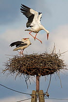White Stork (Ciconia ciconia) pair at nest, Poland