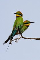 Rainbow Bee-eater (Merops ornatus) pair, Victoria, Australia