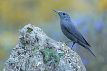 Blue Rock-Thrush (Monticola solitarius) male, Cadiz, Spain