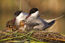 Whiskered Tern (Chlidonias hybrida) pair with chick at nest, Andalucia, Spain