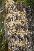 Three-toed Woodpecker (Picoides tridactylus) damage on bark, Baden-Wurttemberg, Germany