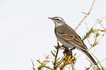 Water Pipit (Anthus spinoletta), Baden-Wurttemberg, Germany