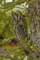 Common Scops-Owl (Otus scops), Cadiz, Spain