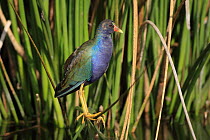 Purple Swamphen (Porphyrio porphyrio), Florida
