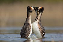 Great Crested Grebe (Podiceps cristatus) pair passing weeds in courtship display, Saxony, Germany